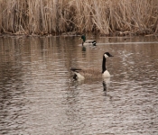 2014 04 27 WestwoodHills 014